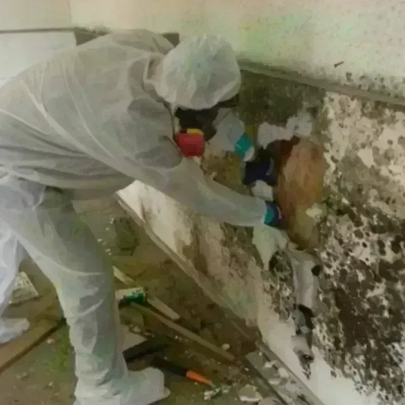 Mold Remediation and Removal in Middletown, CT